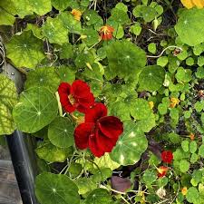 花寮農場- 有機旱金蓮(Nasturtium)