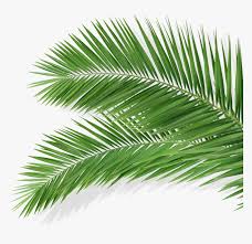 High quality premium images, psd mockups and . Blue Palm Leaves Png Transparent Png Transparent Png Image Pngitem