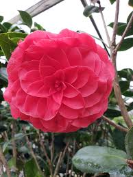 Produces beautiful red blooms in fall and winter. The Rose Of Winter