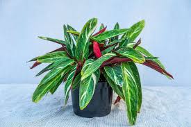 Image result for stromanthe