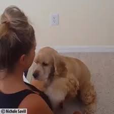 Babyanimals Sometimes You Just Need A Hug In 2020 Cute Baby Animals Funny Animals Cute Funny Animals