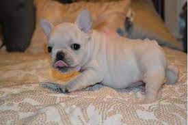 Lancaster puppies advertises puppies for sale in pa, as well as ohio, indiana, new york and other states. French Bulldog Puppies For Sale Virginia Beach Va 85252
