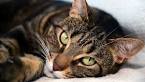 11 Affordable Cat Breeds - Kitty Lover News
