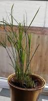 Image result for Cyperus clavinux