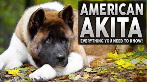 See more ideas about american akita, akita, akita dog. Akita 101 Everything You Need To Know About The American Akita Youtube