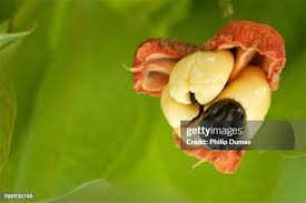 Image result for Blighia