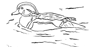 The word is underneath the picture for younger children. Wood Duck Coloring Page Art Starts