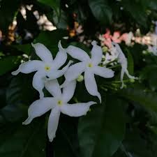 Image result for Tabernaemontana brachyantha