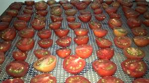 Maybe you would like to learn more about one of these? Preserving Cherry Tomatoes By Dehydration Dried Tiny Tomatoes Self Sufficient Me