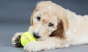 Your puppy won't learn to stop biting and her behavior will just continue. How Do I Get My Goldendoodle Puppy To Stop Biting Fast Fix