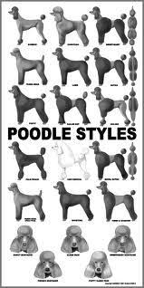 Vintage Poodle Photographs Google Search Poodle Doodles