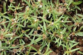 Image result for Oldenlandia affinis