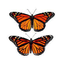 Monarch Butterflies Tattoo Design Butterfly Tattoo Designs Monarch Butterfly Tattoo Butterfly Tattoo Meaning