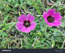 Image result for Geranium ocellatum