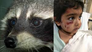 The virus is transmitted through biting and possibly scratching—it gets transferred in the saliva and is highly infectious. 6 Year Old Boy Attacked By Raccoon That Tested Positive For Rabies In New Jersey Abc7 San Francisco