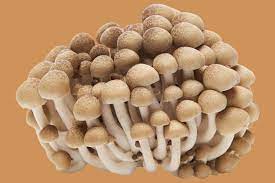 14 Types Of Mushrooms And Their Uses Stuffed Mushrooms Mushroom Varieties Mushroom Recipes