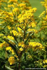 Wetland Flower Photos British Wildlife Image Library Flowers Canada Photo British Wildlife