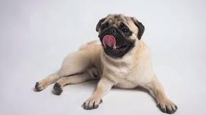 How To Take Care Of A Pug Complete Guide On Pug Care
