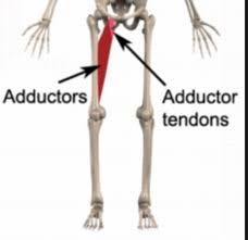 Collectively, the muscles in this area plantarflex and invert the the muscle narrows in the lower part of the leg, and joins the calcaneal tendon. How To Treat Adductor Tendonitis The Art Of Manliness