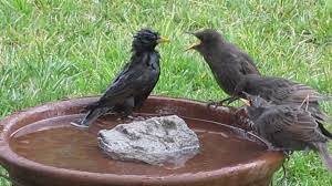 Never use soaps or shampoos to bathe your bird, or anythin. European Starling Family Triplet S Bathing First Lessons Youtube
