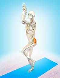 The Gluteus Medius Very Important Muscle Acting To Stabilize The Pelvis Bandha Yoga Yoga Anatomy Yoga Muscles