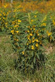 Image result for Chamaecrista falcinella