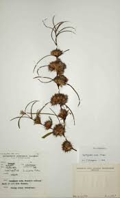 Image result for Lepidagathis