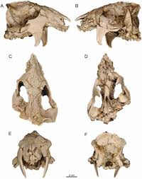 Image result for Paratheria