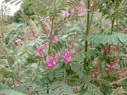 Image result for Indigofera ormocarpoides
