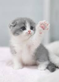 Adopt a cat or kitten from spca tampa bay. Cute Pictures Animals Love With How To Draw Cute Animals Outside Rescue Kittens For Adoption Near Me Beneath Ki Cutest Kittens Ever Kittens Cutest Cute Animals