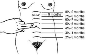 Antenatal Care Module 10 Estimating Gestational Age From Fundal Height Measurement View As Single Page