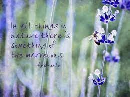 Lavender Lullabies Lavender Quotes Quotes About Lavender Flower Lavender Quotes Inspiration