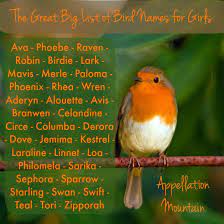 The Great Big List Of Bird Names For Girls Appellation Mountain Girl Names Birds Name List Pet Names