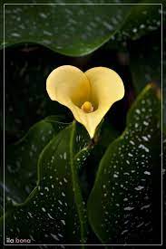 In Flower Language The Lily Means Beauty Purity And Majesty To Name A Few This One Resembles A Heart Heart In Nature Flowers Beautiful Flowers