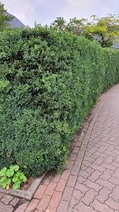 Wir zeigen, wann, wie und womit man seinen lebensbaum düngt. 7 Immergrune Alternativen Zu Thuja
