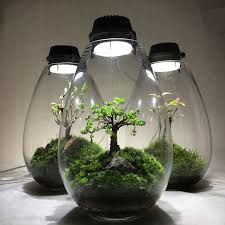 Terrarium Young Leaves Of Nirekiyaki Mosslight Led Terrarium With Led Lighting Flowers Terrarium Wedding Crys Terrarium Moss Terrarium Terrarium Plants