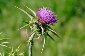 Which they proceed to devour along with several other excellent vegetables, invaders introduced from polynesia: How To Kill Thistle Weeds Without Herbicides Big Blog Of Gardening