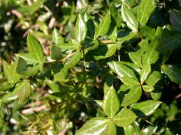 Image result for Berberis verruculosa