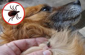 Zecken Beim Hund Nur Lastig Oder Auch Gefahrlich Dogcatpet
