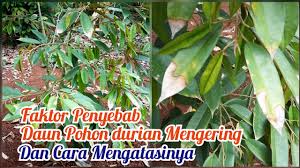 Pada bagian pertulangan daun berbentuk menyirip dengan tangkai. Penyebab Daun Mengering Dan Cara Mengatasinya Youtube