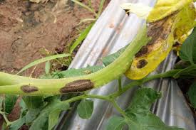 Image result for tomato seedling early blight