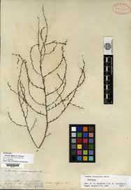 Image result for Suaeda plumosa