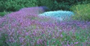 Image result for Syncolostemon sp. nov. aff. teucriifolius