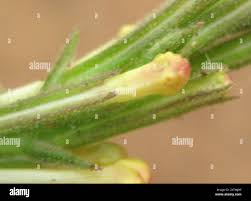 Image result for Chascanum hederaceum