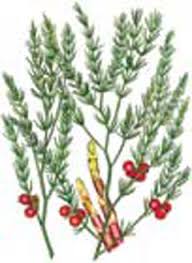 Image result for Asparagus racemosus