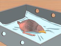 Baby bird with spiky hair. How To Identify Baby Birds 14 Steps With Pictures Wikihow