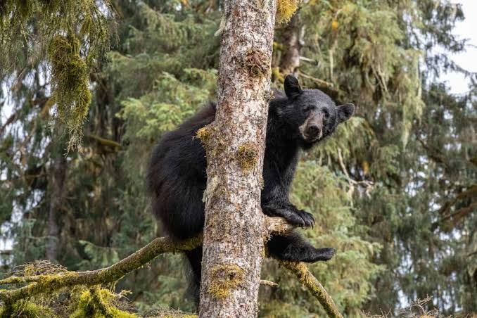 Arboreal Instincts in the American Black Bear, AI generated