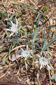 Image result for Argyrolobium fischeri