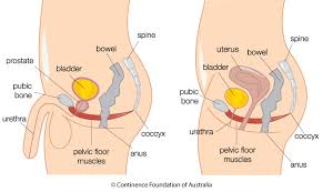 Only a few people ever come in with big feet or big. Pelvic Floor Muscles The Facts Continence Foundation Of Australia