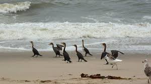 Intuitive trip planning allows you to get more travel with less stress. Visit Skeleton Coast National Park Namibia Gorilla Tracking Safaris